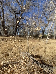 Populus × acuminata