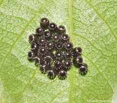 Brontocoris nigrolimbatus