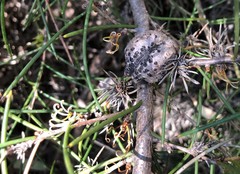 Hakea vittata