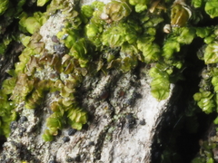 Frullania catalinae