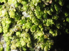 Frullania catalinae