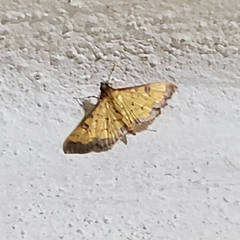 Ategumia