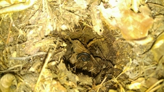 Anaulaciulus koreanus