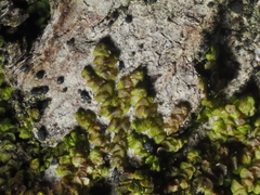 Frullania catalinae