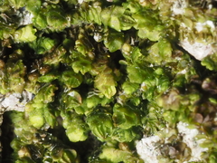 Frullania catalinae