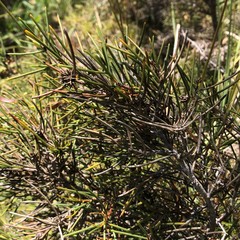 Hakea vittata