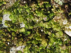 Frullania catalinae