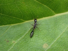 Tetraponera