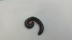 Anaulaciulus koreanus