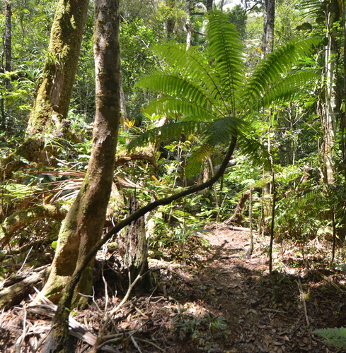 Leptopteris wilkesiana observed 2021-11-13