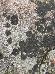 Lichenothelia