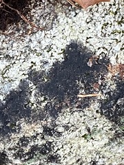 Lichenothelia