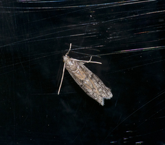 Vitula serratilineella