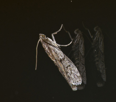 Vitula serratilineella