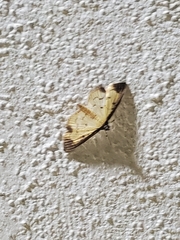 Eulepte