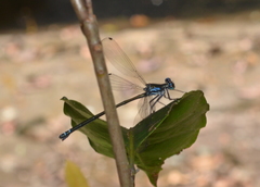 Caledopteryx sarasini