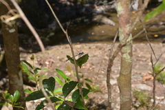 Caledopteryx sarasini