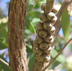 Melaleuca pallida