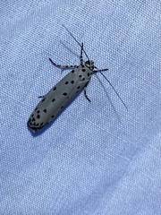 Ethmia praeclara