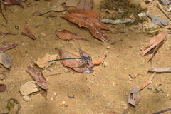 Caledopteryx sarasini