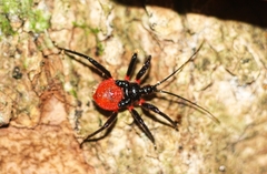 Micrauchenus lineola