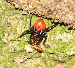 Micrauchenus lineola