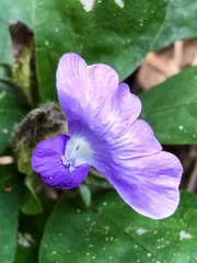 Barleria strigosa