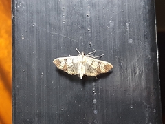 Praeacrospila melanoproctis