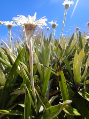 Celmisia spectabilis magnifica