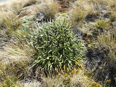 Celmisia spectabilis magnifica