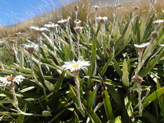 Celmisia spectabilis magnifica