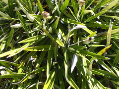 Celmisia spectabilis magnifica