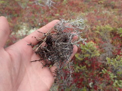 Cladonia stygia