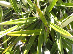 Celmisia spectabilis magnifica