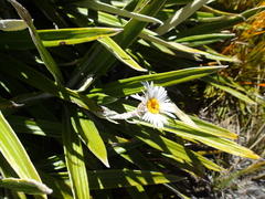 Celmisia spectabilis magnifica