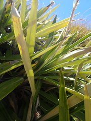 Celmisia spectabilis magnifica