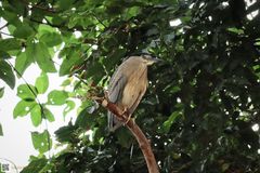 Nycticorax nycticorax