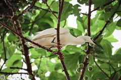 Egretta garzetta
