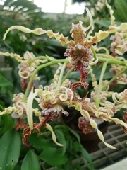 Dendrobium spectabile