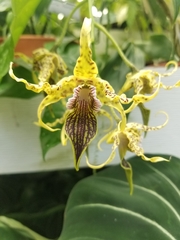 Dendrobium spectabile