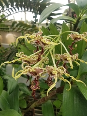 Dendrobium spectabile