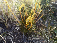 Aciphylla montana gracilis