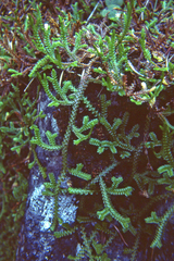 Selaginella douglasii