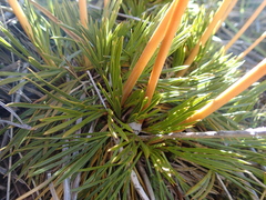 Aciphylla montana gracilis