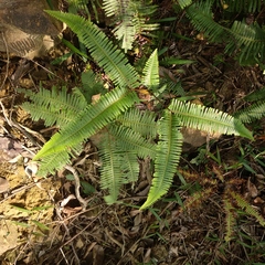 Dicranopteris pedata