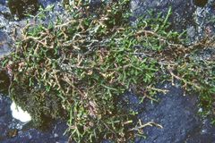 Selaginella douglasii