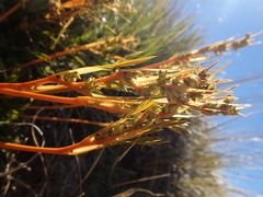 Aciphylla montana gracilis