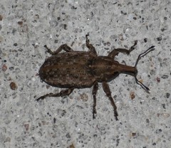 Listronotus humilis