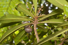 Tapeinosperma