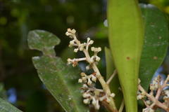 Tapeinosperma